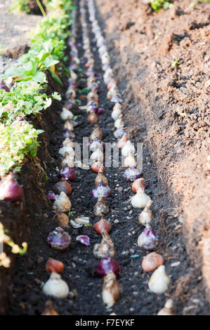 Bulbs in the garden layed in accurate shape in the ditch England Europe Stock Photo