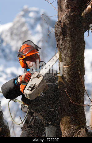 Tree surgeon pruning tree with chainsaw Stock Photo - Alamy