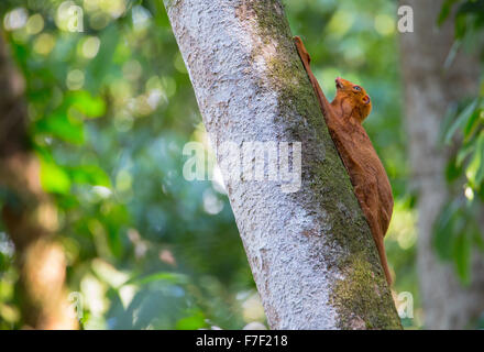 Orange color variation of the Sunda Flying Lemur (Galeopterus variegatus) also known as Colugo, roosting on a tree trunk in the Stock Photo