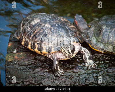 A red-eared slider turtle sunbathes on a log at the Victoria Butterfly Gardens in Brentwood Bay, British Columbia, Canada. Stock Photo