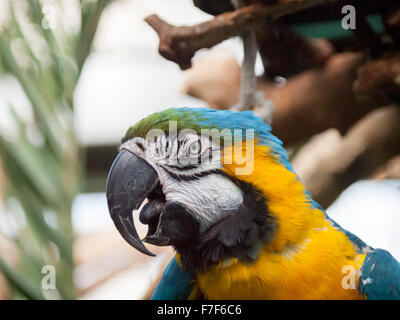 A portrait of a blue-and-yellow macaw (Ara ararauna) at the Victoria Butterfly Gardens in Brentwood Bay, BC, Canada. Stock Photo