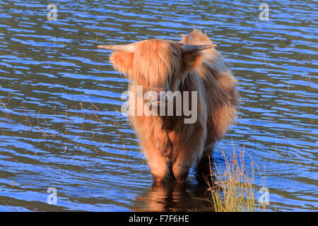 Sunlit Highland Cow standing in water at the edge of a Scottish loch Stock Photo