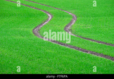 tractor tyre tracks on green winter crop field Stock Photo