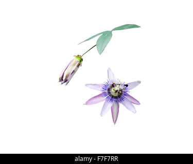 Purple Passion flower Passiflora closeup with petals and pistils isolated on white. Stock Photo