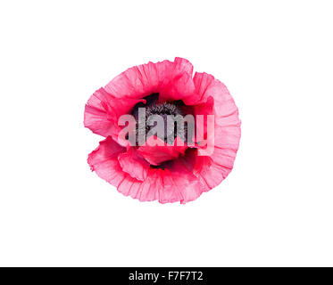 Pink poppy flower Papaver Orientale with black pistils closeup isolated on white. Stock Photo