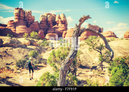 Old film stylized dry tree by trekking trail, shallow depth of field. Stock Photo