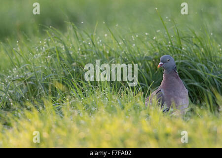 Wood Pigeon / Ringeltaube ( Columba palumbus ) sits on the ground / in dew wet grass, looking around attentivly. Stock Photo