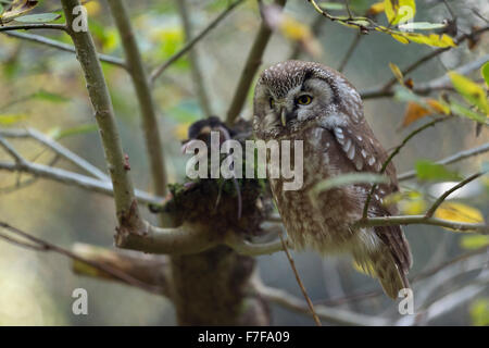 Boreal Owl / Raufusskauz ( Aegolius funereus ) perched in a tree, with prey lying next to him. Stock Photo