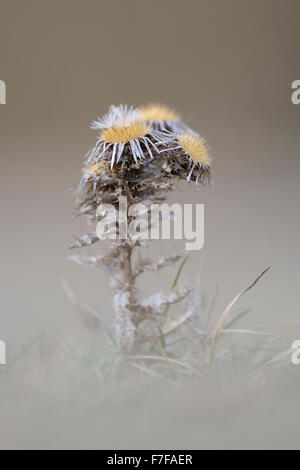 Common carline thistle / Golddistel ( Carlina vulgaris ) in front of wonderful soft background, withered, wilted. Stock Photo