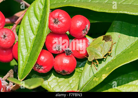 Green Shieldbug with autumn berries in a London cemetery Stock Photo