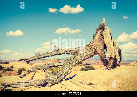 Retro toned dead tree, climate change concept picture. Stock Photo