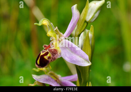 Bee Orchid,Orphy apifera,close up, side view, found on calcareous grasslands, wide spread in UK, Flowers from June to july, Stock Photo