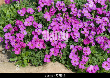 Aubretia, Aubrieta sp., pink flowering cushion plant on a garden rockery, Berkshire, April Stock Photo