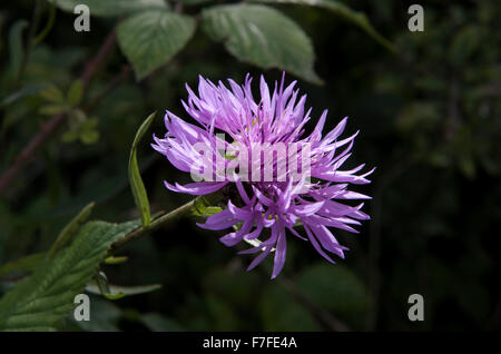 Greater knapweed, Centaurea scabiosa, purple flower in bright sunshine against a dark background, Berkshire, June Stock Photo