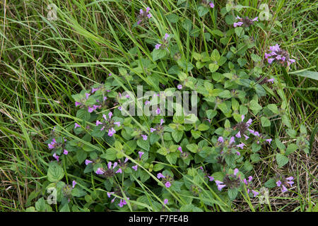 A field woundwort, Stachys arvensis, flowering in damp grassland, Berkshire, August, Stock Photo