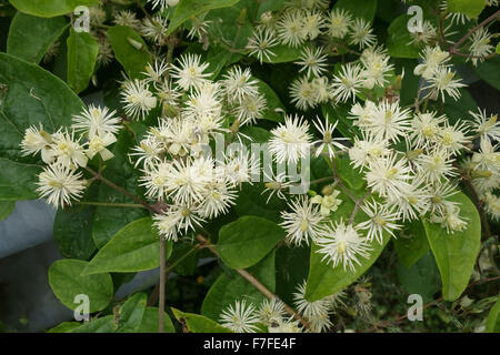 Traveller's joy or old man's beard, Clematis vitalba, flowering in a hedgerow, Berkshire, August Stock Photo