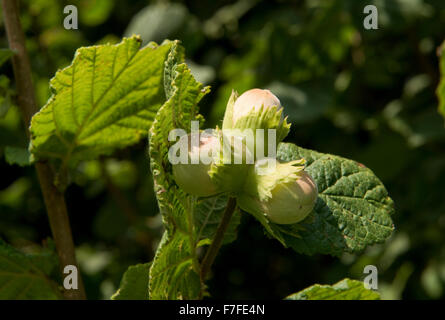 Hazelnuts or cob nuts, Corylus avellana, on the tree in early autumn, berkshire, September Stock Photo