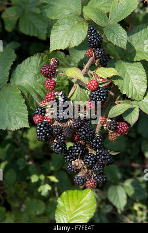Ripe blackberries, Rubus fruticosus, in the hedgerows in early autumn, Berkshire, September Stock Photo