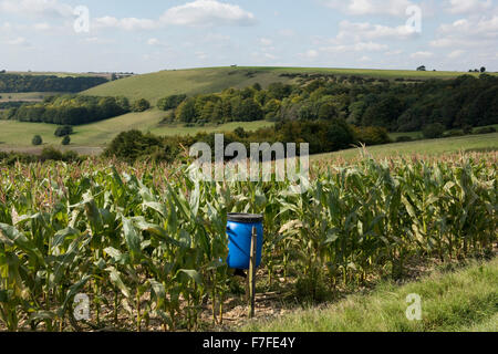 A game crop of maize or corn with cobs and tassels with blue cereal feeder for pheasants and partridges, September, Berkshire Stock Photo