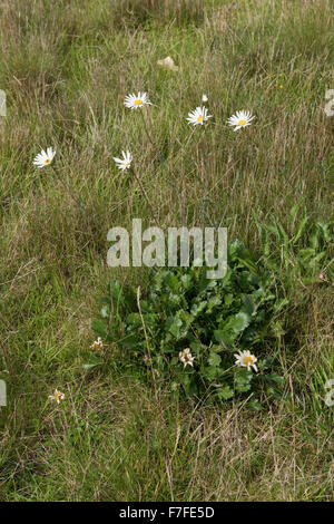 An ox-eye daisy, Leucanthemum vulgare, plant flowering in dry grassland in summer, Berkshire, September Stock Photo