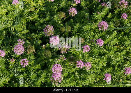 Large-styled crosswort, Phuopsis stylosa, flowering in a Dorset garden, October Stock Photo