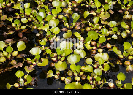 Water Hyacinth leaves in a pond (Eichhornia Crassipes) Stock Photo