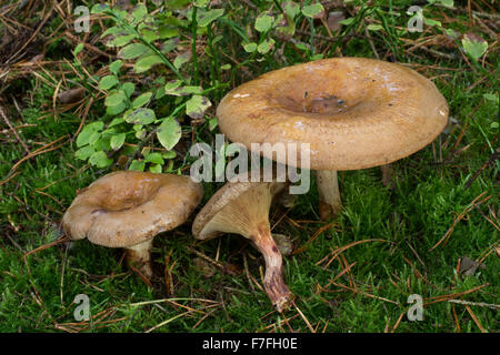 Brown roll-rim, common roll-rim, poison pax, Kahler Krempling, Verkahlender Krempling, Paxillus involutus Stock Photo