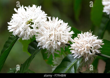 Coffee tree with white coffee flower on cafe plantation Stock Photo