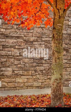 Autumn Tree With Stone Background For Copy Space Stock Photo