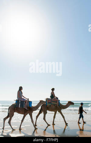 Tourists riding camels along the water's edge of Sidi Kaouki beach in Morocco. Stock Photo