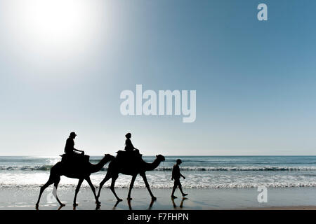 Tourists riding camels along the water's edge of Sidi Kaouki beach in Morocco. Stock Photo