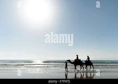 Tourists riding camels along the water's edge of Sidi Kaouki beach in Morocco. Stock Photo