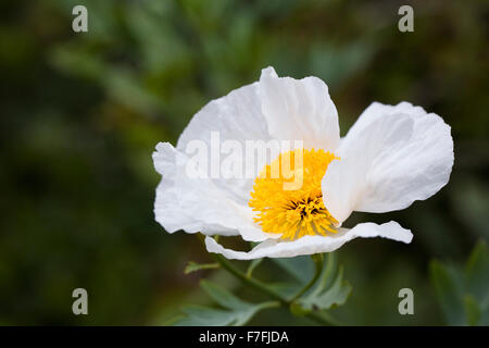 Romneya coulteri. Californian tree poppy flower. Stock Photo