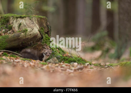 Shy Beech Marten / Stone Marten / Steinmarder ( Martes foina ) hiding under a tree stump, looks alert. Stock Photo