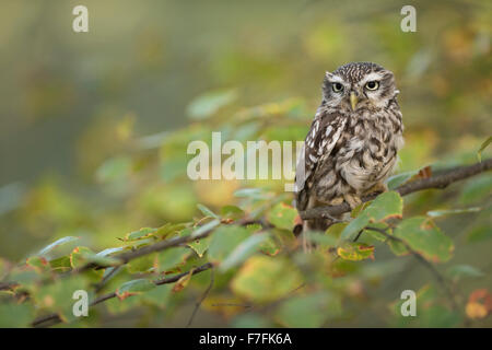 Adult Minervas Owl / Little Owl / Steinkauz ( Athene noctua ) perching on a exposed branch, sits between yellow and green leaves Stock Photo