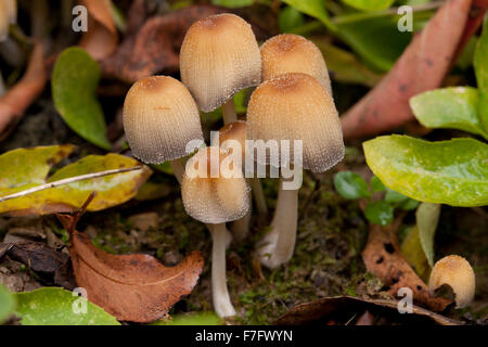 Mica cap mushrooms, AKA Shiny cap, Glistening Inky cap (Coprinellus micaceus) - USA Stock Photo