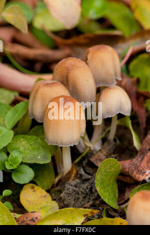 Mica cap mushrooms, AKA Shiny cap, Glistening Inky cap (Coprinellus micaceus) - USA Stock Photo