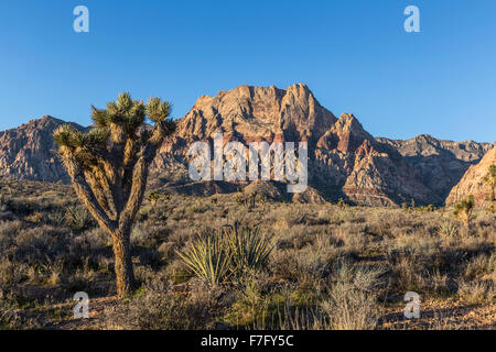 Joshua tree and mountain peaks at Red Rock Canyon National Conservation Area near Las Vegas, Nevada. Stock Photo