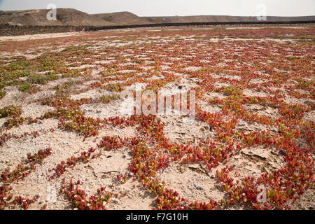 Slenderleaf iceplant, Mesembryanthemum nodiflorum, growing in the cracks in mud in saltpan, Salinas de Janubio, Lanzarote. Stock Photo