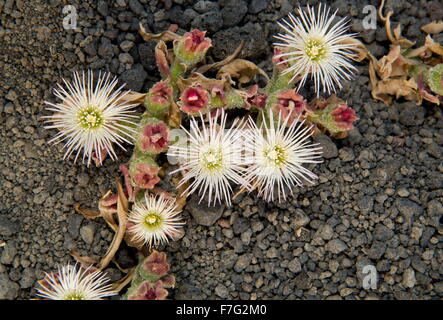 Common Ice-plant, Mesembryanthemum crystallinum in flower in saline area. Lanzarote. Stock Photo