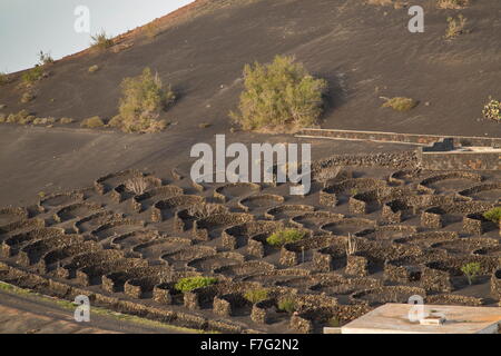 The vineyards of La Geria, on volcanic cinder, with semi-circular protecting walls, Lanzarote. Stock Photo