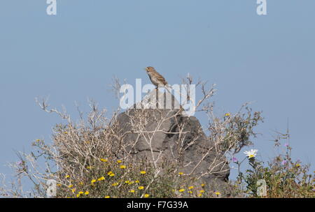 Lesser short-toed lark, Calandrella rufescens singing on rock; Lanzarote. Stock Photo