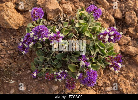 Felty sea-lavender, Limonium puberulum, endemic to Lanzarote, Stock Photo