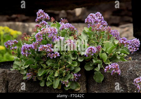 Felty sea-lavender, Limonium puberulum, on wall;  endemic to Lanzarote, Stock Photo