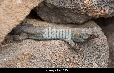Male Atlantic lizard, Gallotia atlantica, on lava, Lanzarote Stock Photo