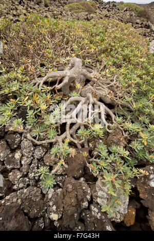 Old Balsam Spurge shrub, Euphorbia balsamifera on lava, north-east Lanzarote. Stock Photo