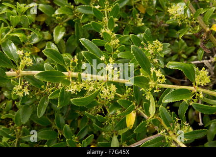 Rubia fruticosa, Tasaigo, macaronesian endemic, scrambler, climber Stock Photo