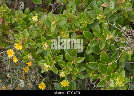 Rubia fruticosa, Tasaigo, macaronesian endemic, scrambler, climber Stock Photo