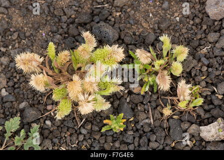 Lamarckia, goldentop grass, Lamarckia aurea, grass, poaceae, graminaeae Stock Photo