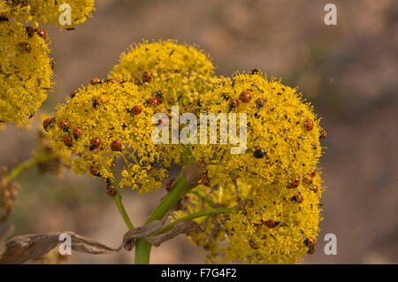 7-spot ladybirds on Lanzarote Giant Fennel, Ferula lancerottensis, in the mountains of north Lanzarote. Stock Photo